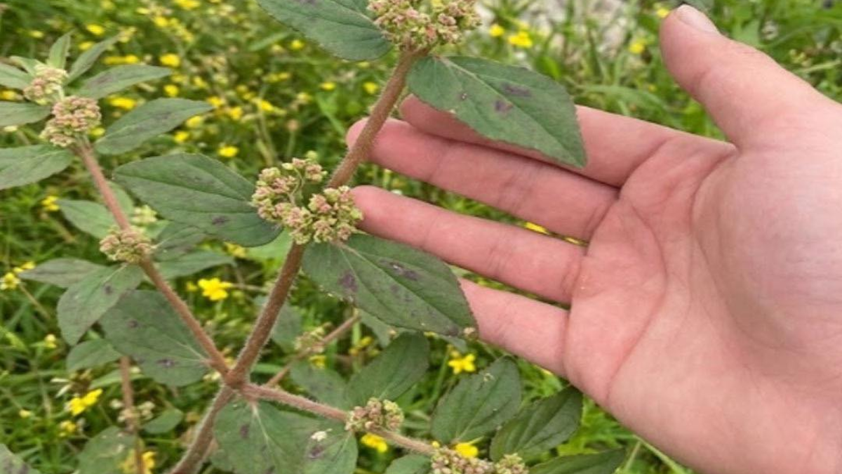 Euphorbia Hirta 9 Wichtige Gesundheitliche Vorteile Dieser Euphorbia Hirta 9 Wichtige Gesundheitliche Vorteile Dieser